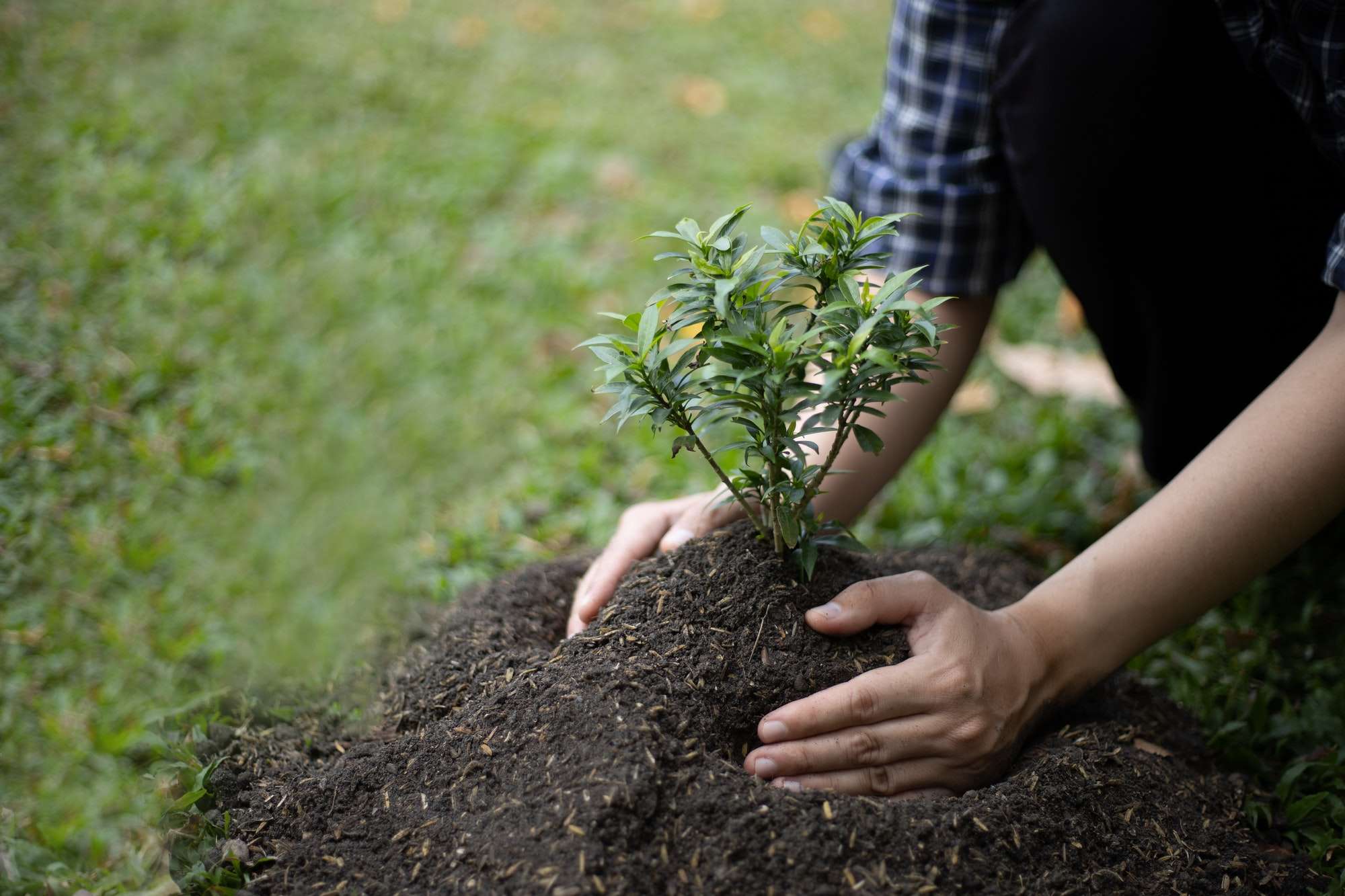 Our Services - Clearview Tree Surgery